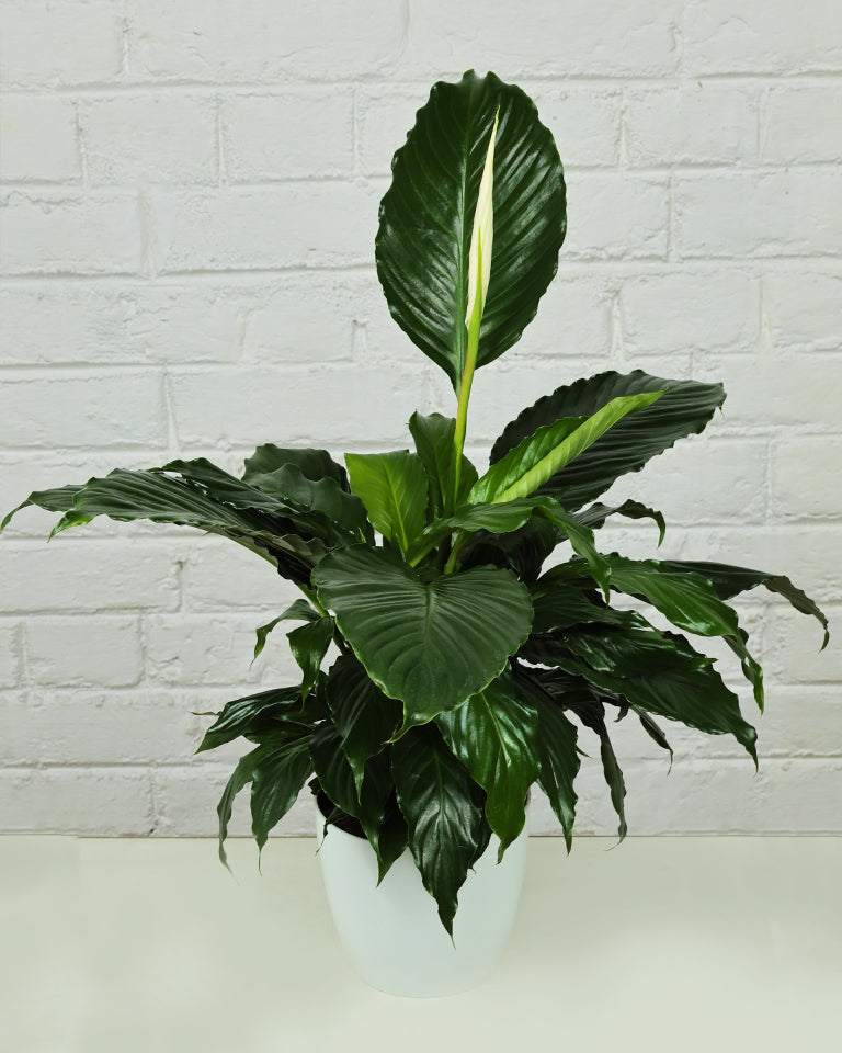 Peace Lily Plant (Spathiphyllum)