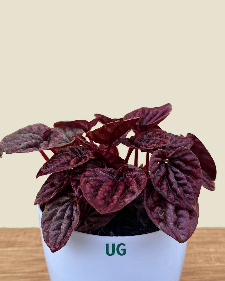 Red Luna Radiator Plant | Peperomia caperata 'Red Luna'