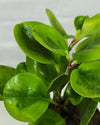 Peperomia Green Plant