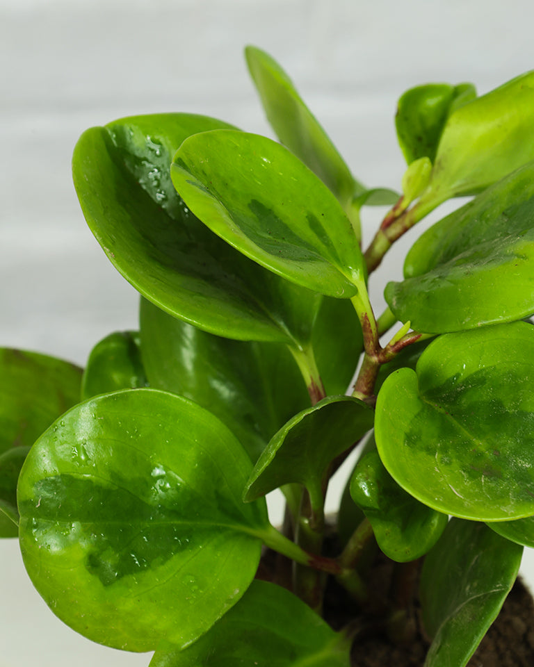 Peperomia Green Plant