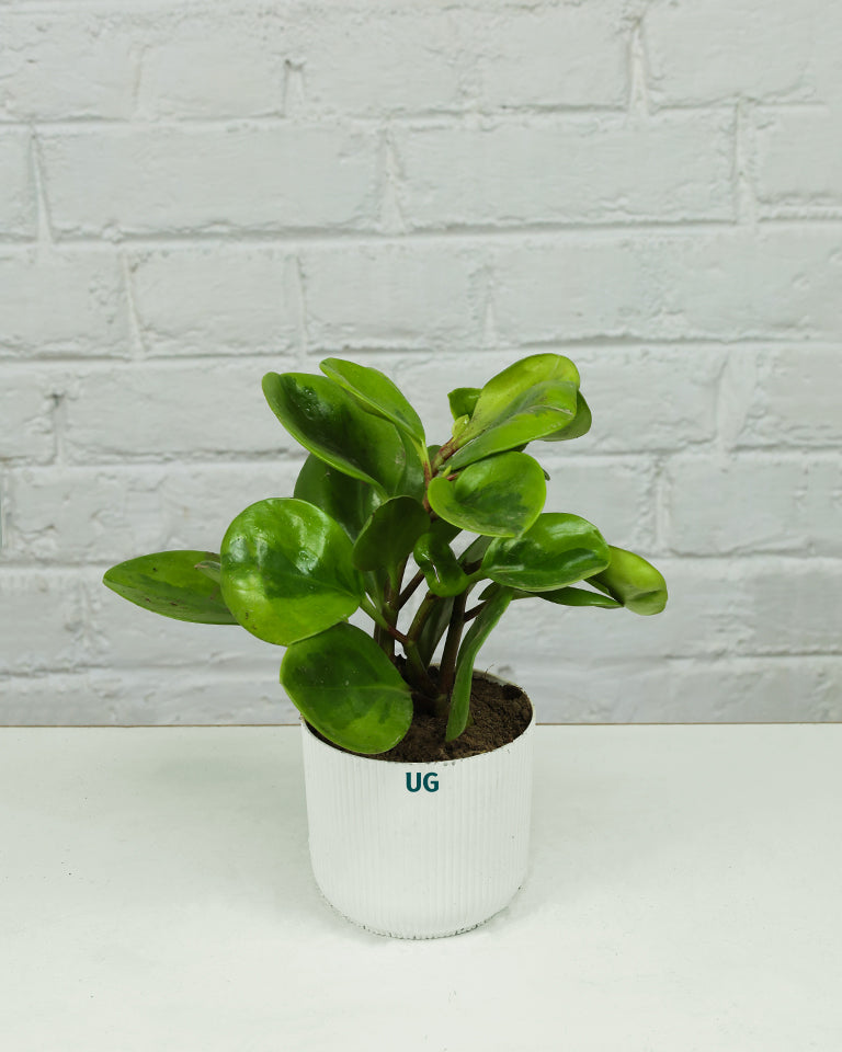 Peperomia Green Plant