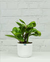 Peperomia Green Plant