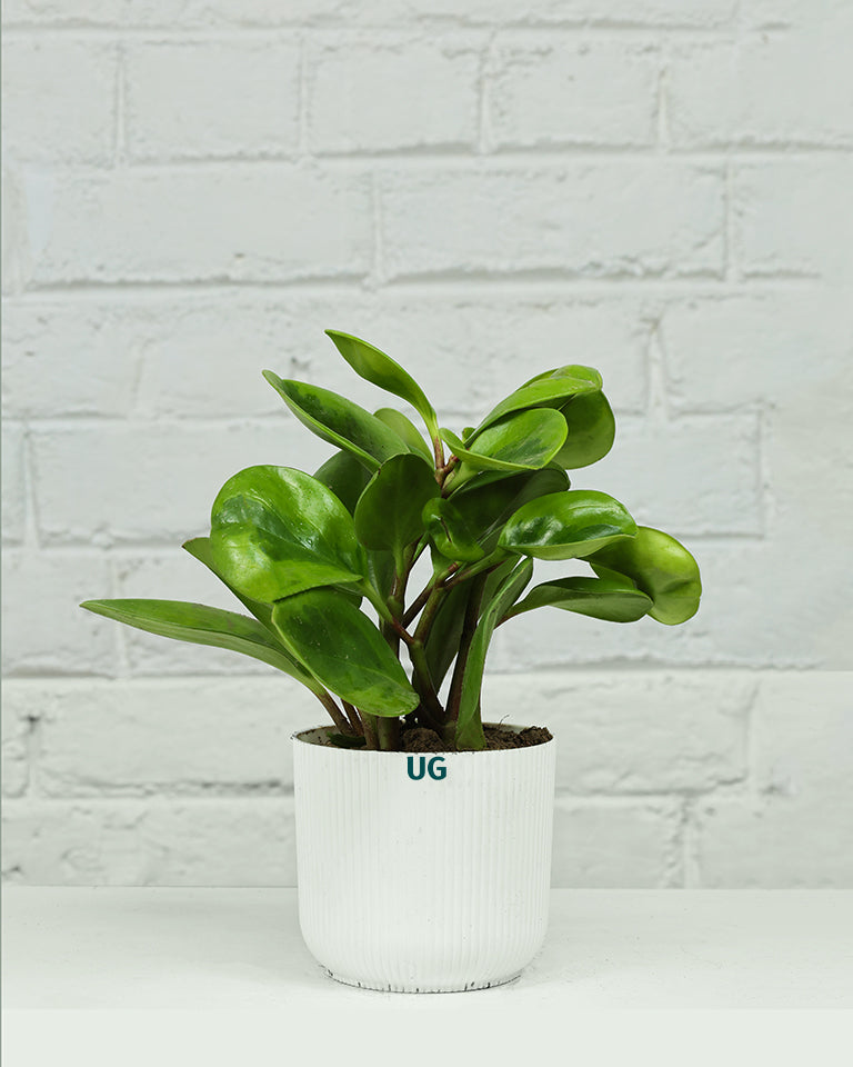 Peperomia Green Plant