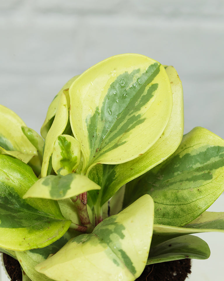 Peperomia Variegated Plant