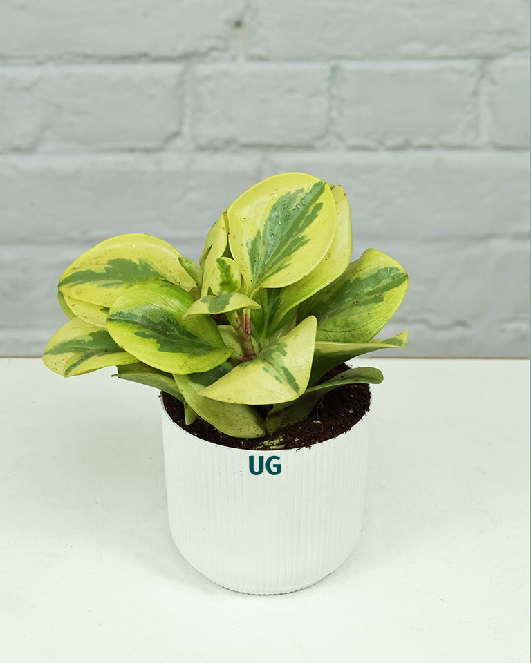 Peperomia Variegated Plant