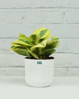 Peperomia Variegated Plant