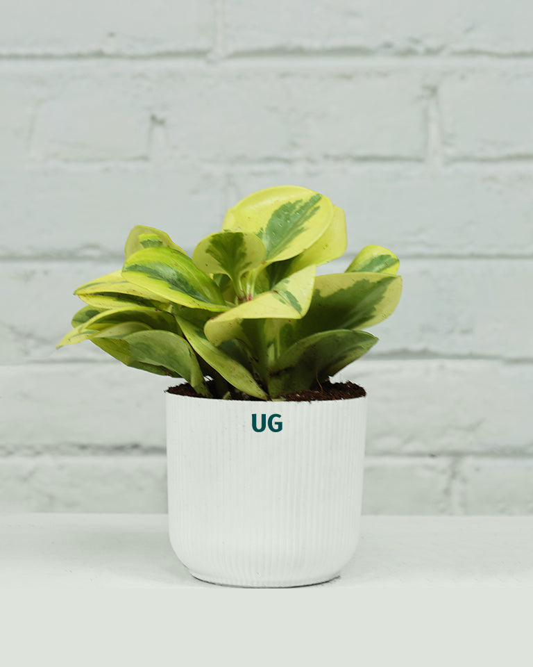 Peperomia Variegated Plant