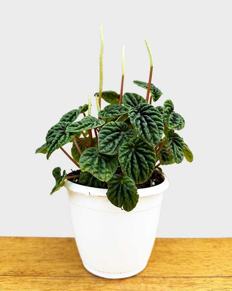 Peperomia Caperata Plant