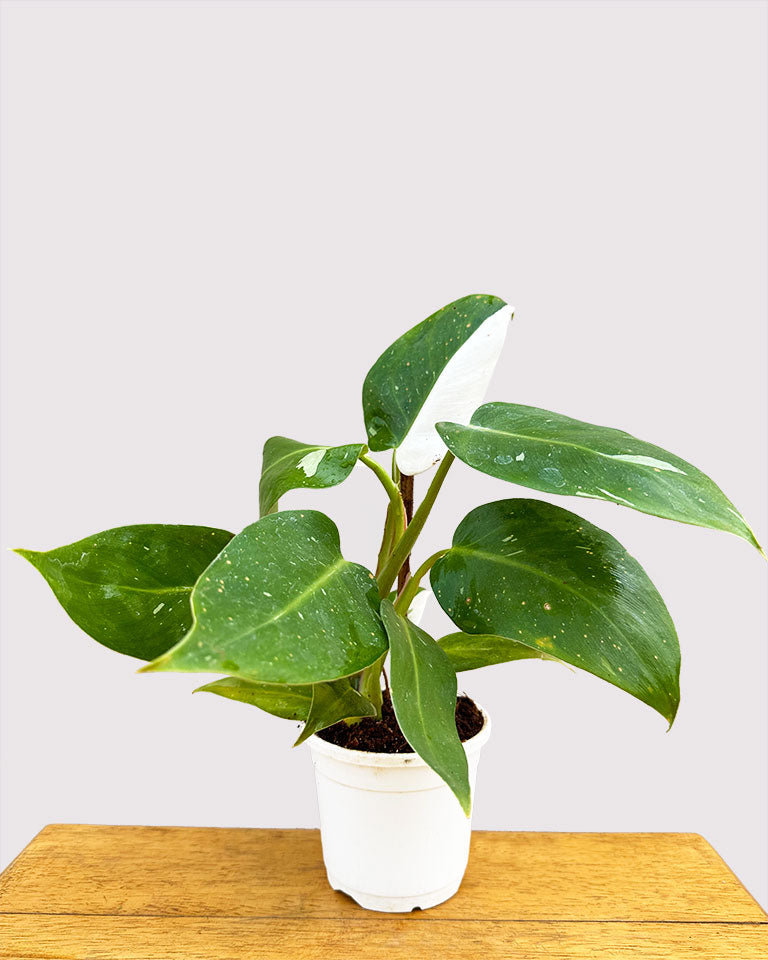 Philodendron White Wizard Plant