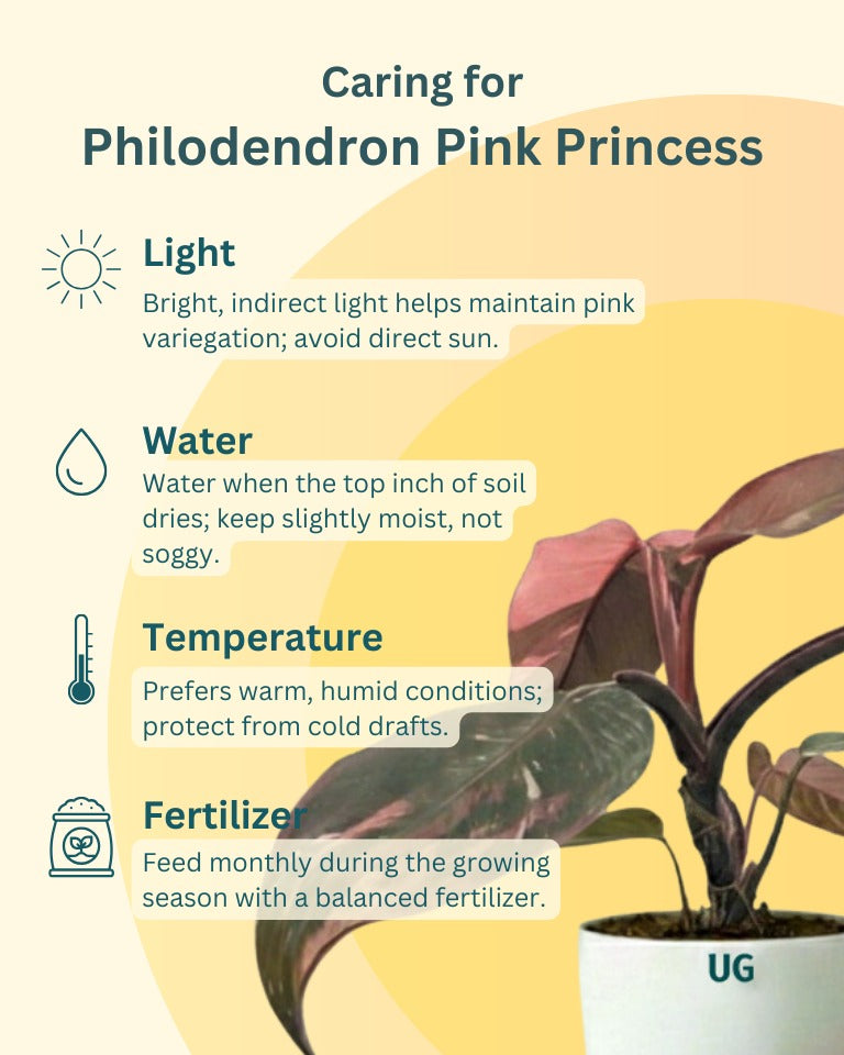 Philodendron Pink Princess Plant