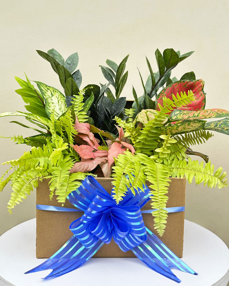 Plant Bouquet Box