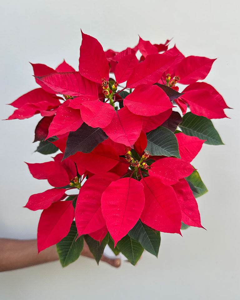 Poinsettia (Red)