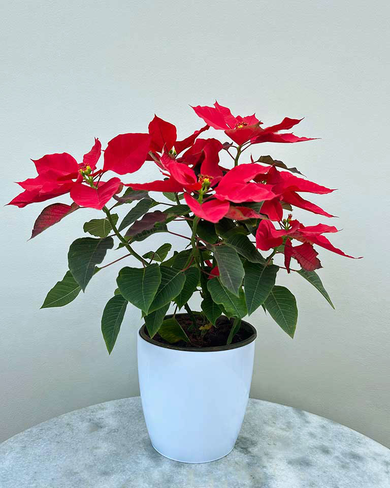 Poinsettia (Red)