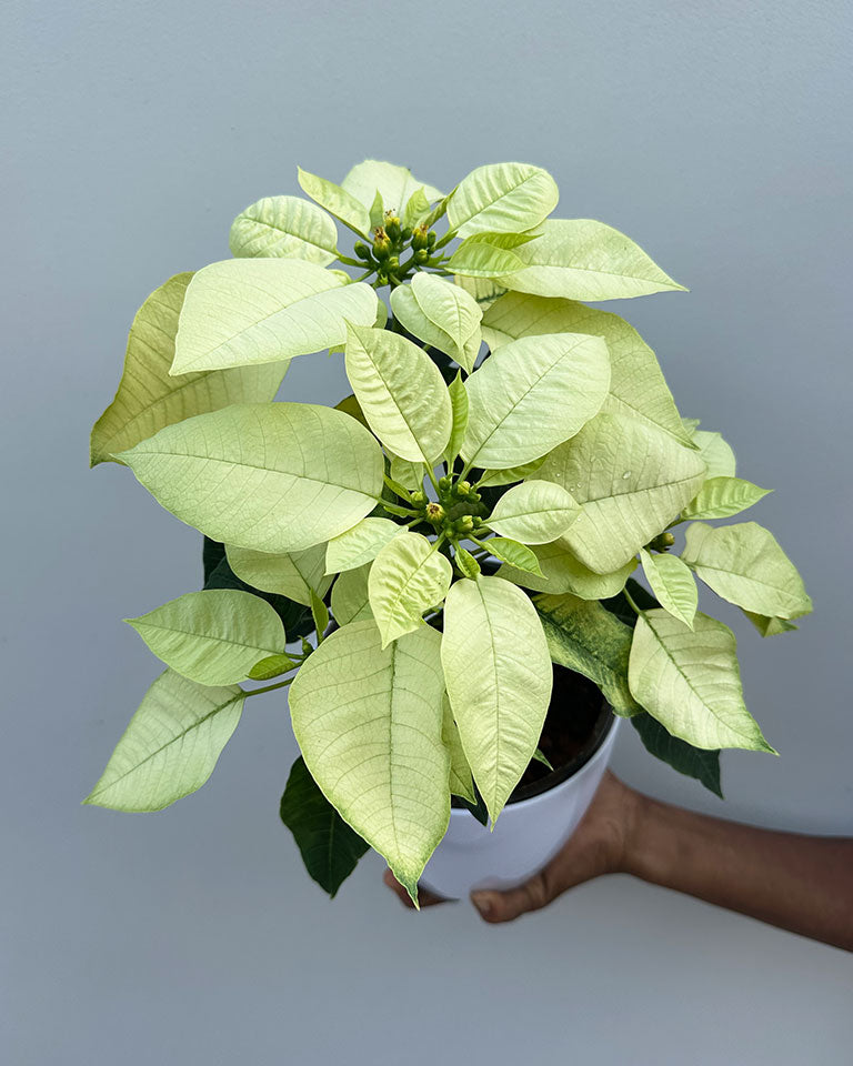 Poinsettia Lemon