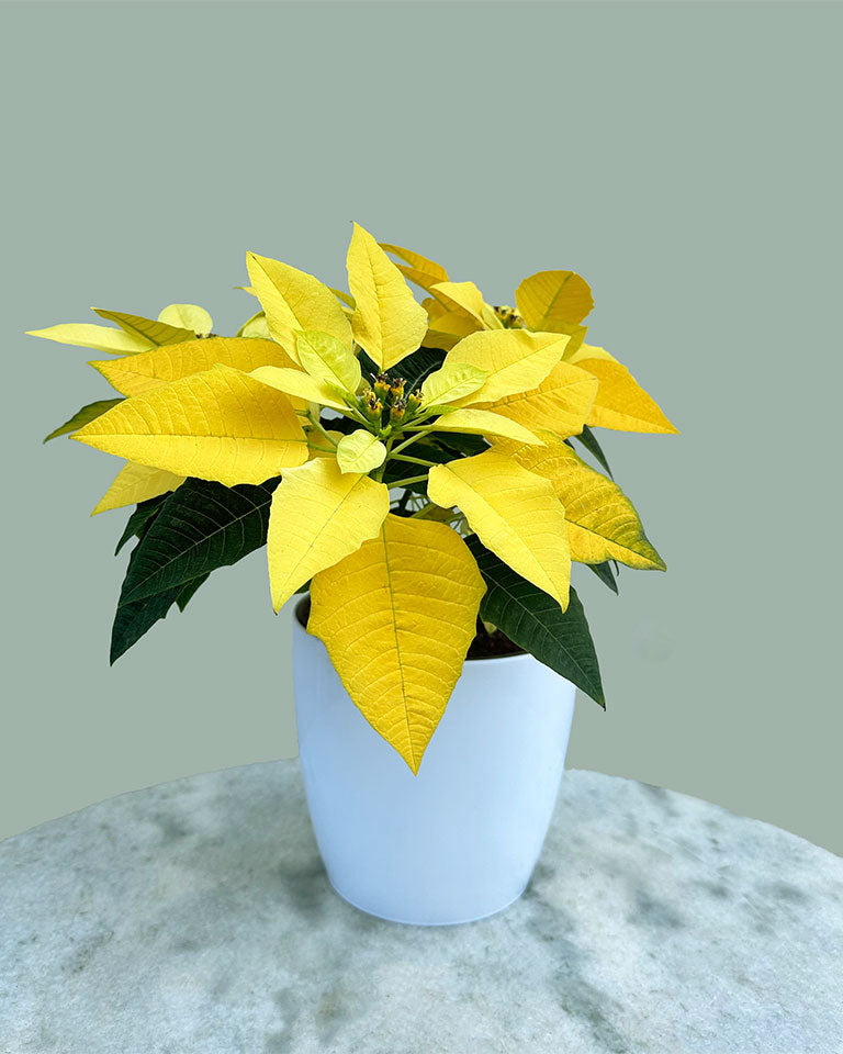 Poinsettia (Yellow)