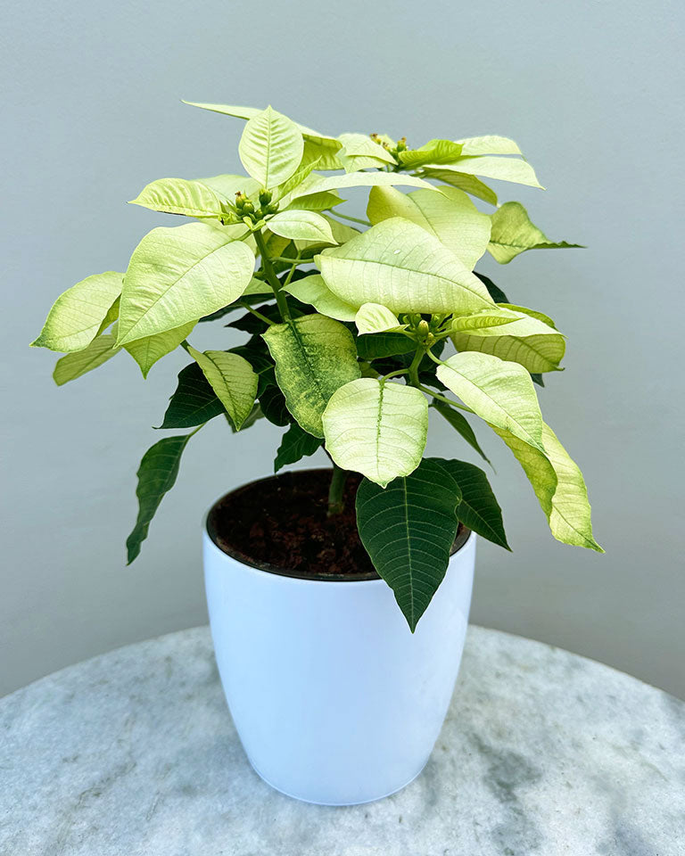 Poinsettia Lemon