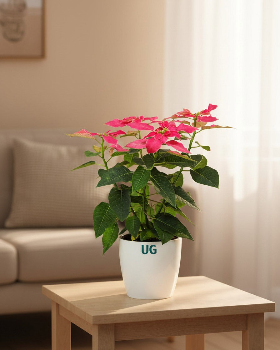 Poinsettia Pink