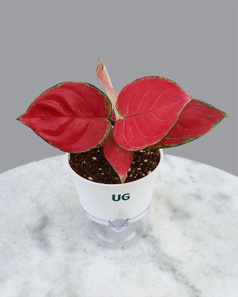 Aglaonema Red Valentine in Self Watering Planter