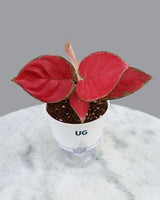 indoor plant online 