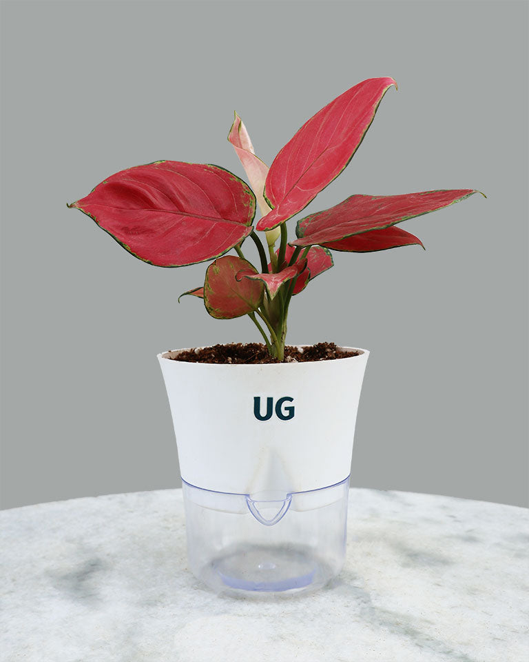 Buy Aglaonema Plant online