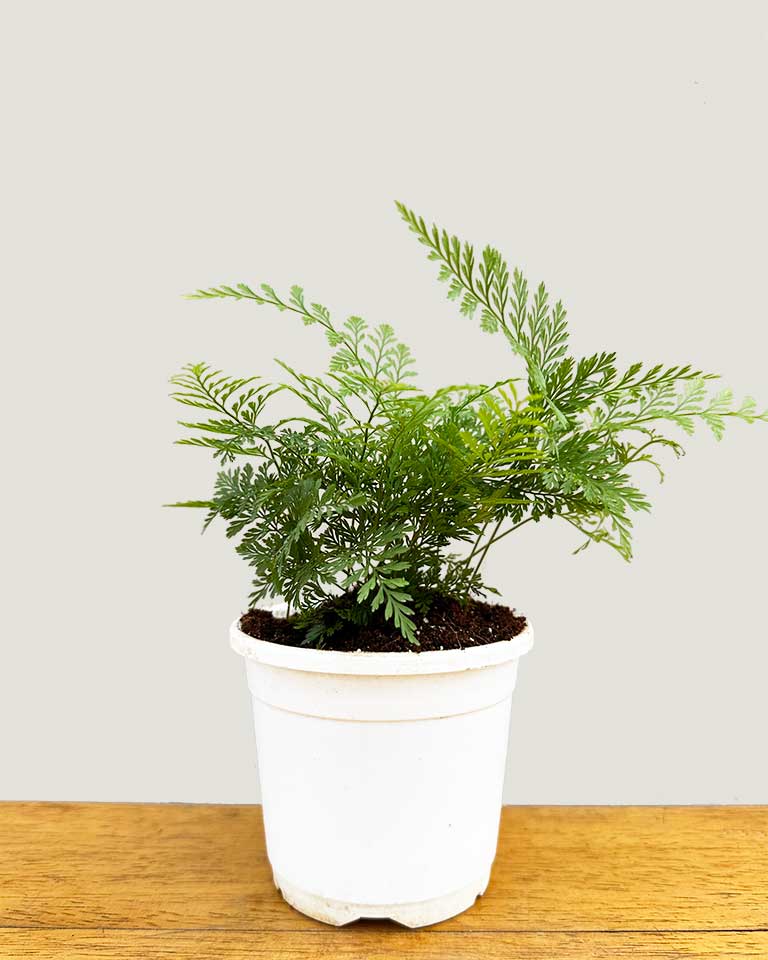 Buy Rabbit Foot Fern Online- Unlimited Greens 