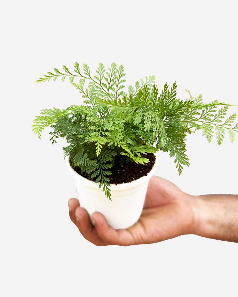 Buy Rabbit Foot fern online