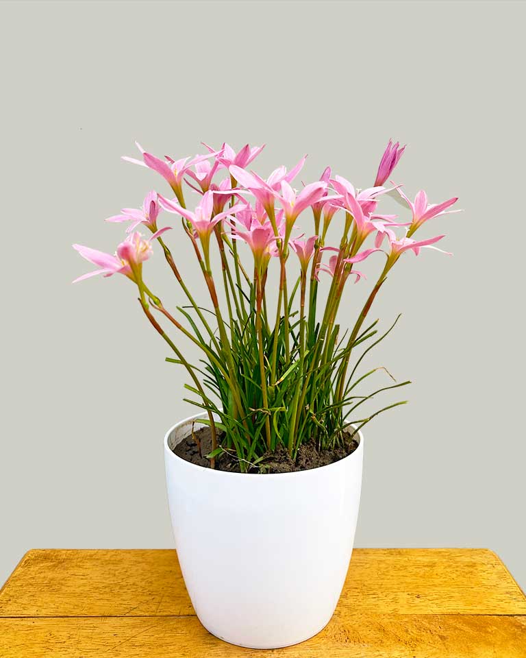 Rain Lily, Zephyranthes Lily Plant