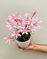Buy Rain Lilies for sale