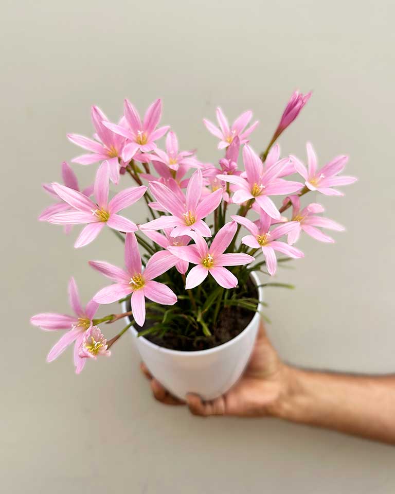 Buy Rain Lilies for sale