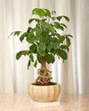 Radermachira Bonsai with pot online India, Unlimited Greens