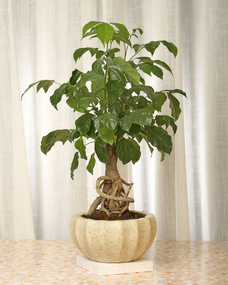 Radermachira Bonsai with pot online India, Unlimited Greens