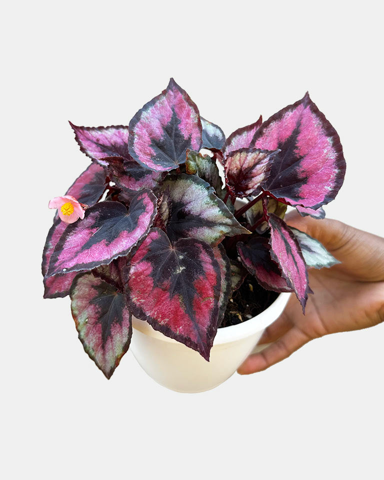 Rex Begonia Small