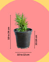 Rosemary Plant online, online plant nursery 