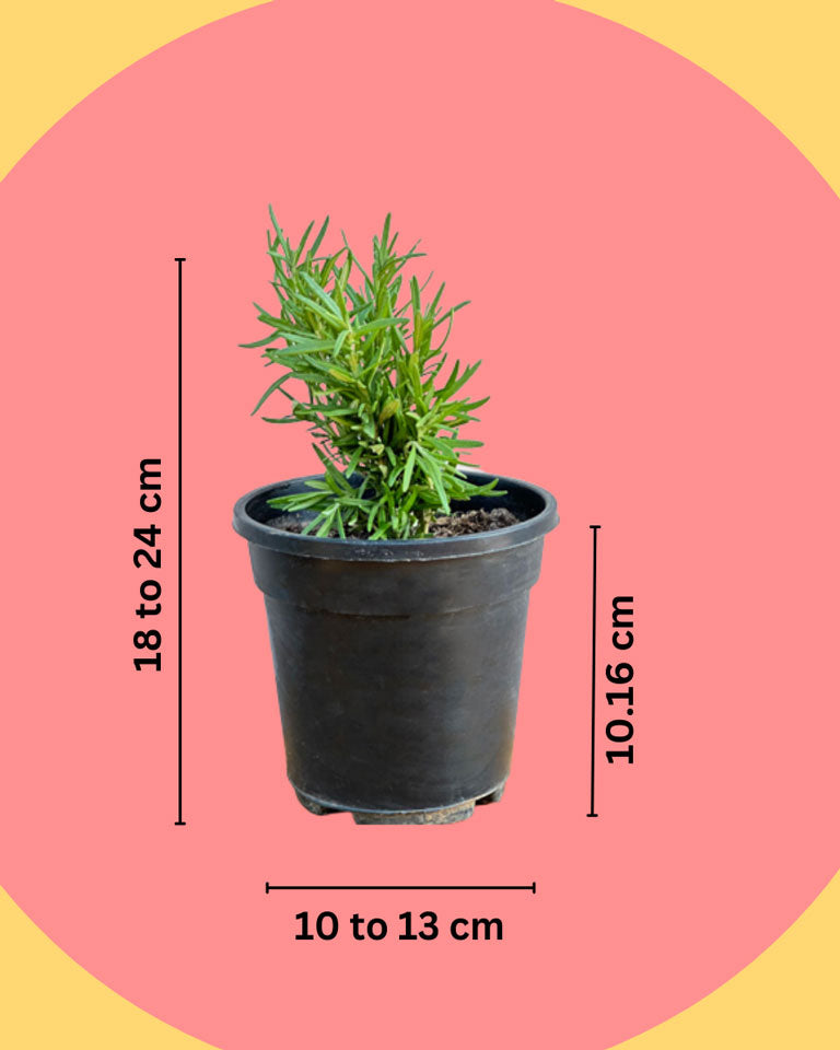 Rosemary Plant online, online plant nursery 