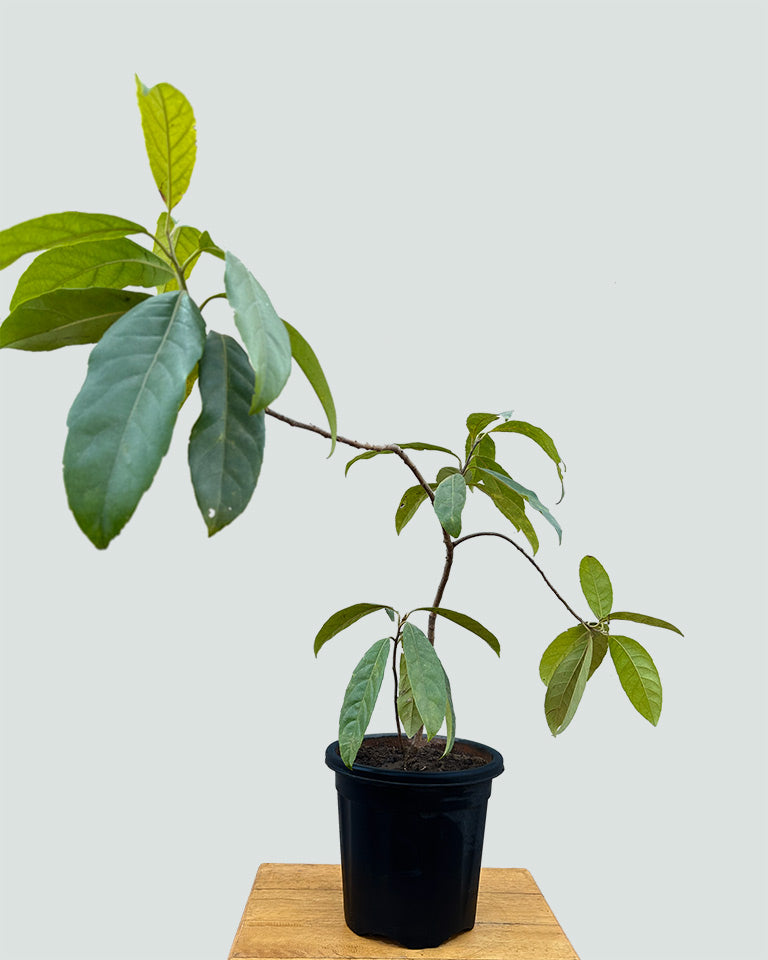 Rudraksha Plant