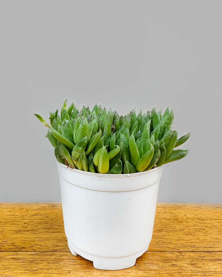 Buy Haworthia Cymbiformis Online