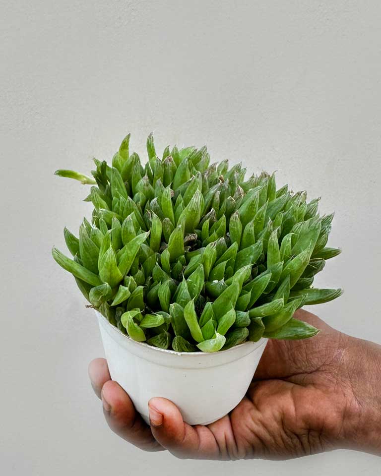 Haworthia Cymbiformis Succulent
