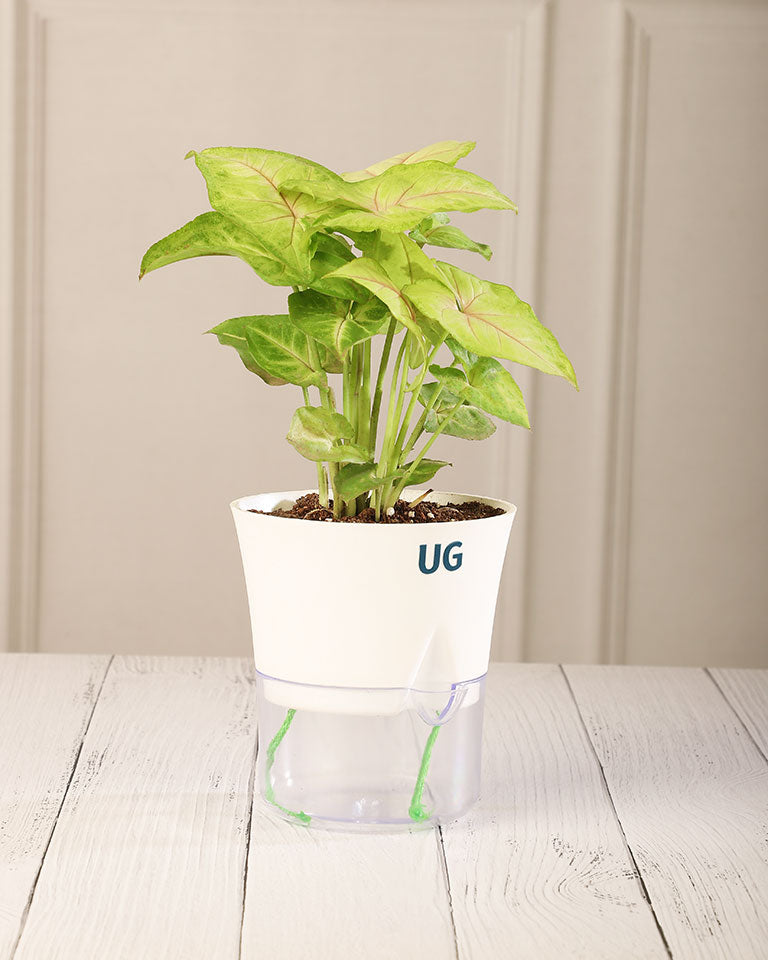 Syngonium Plant in Self-Watering Planter