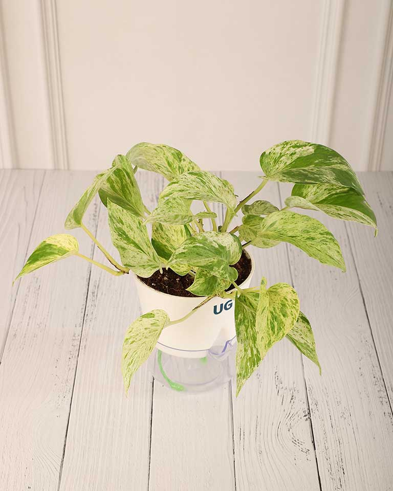 Money Plant Marble Queen in Self Watering Pot
