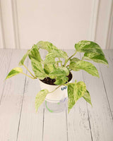 Money Plant Marble Queen in Self Watering Pot