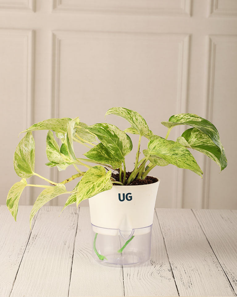 Money Plant Marble Queen in Self Watering Pot