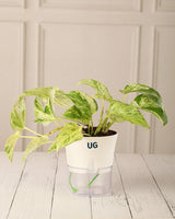 Money Plant Marble Queen in Self Watering Pot