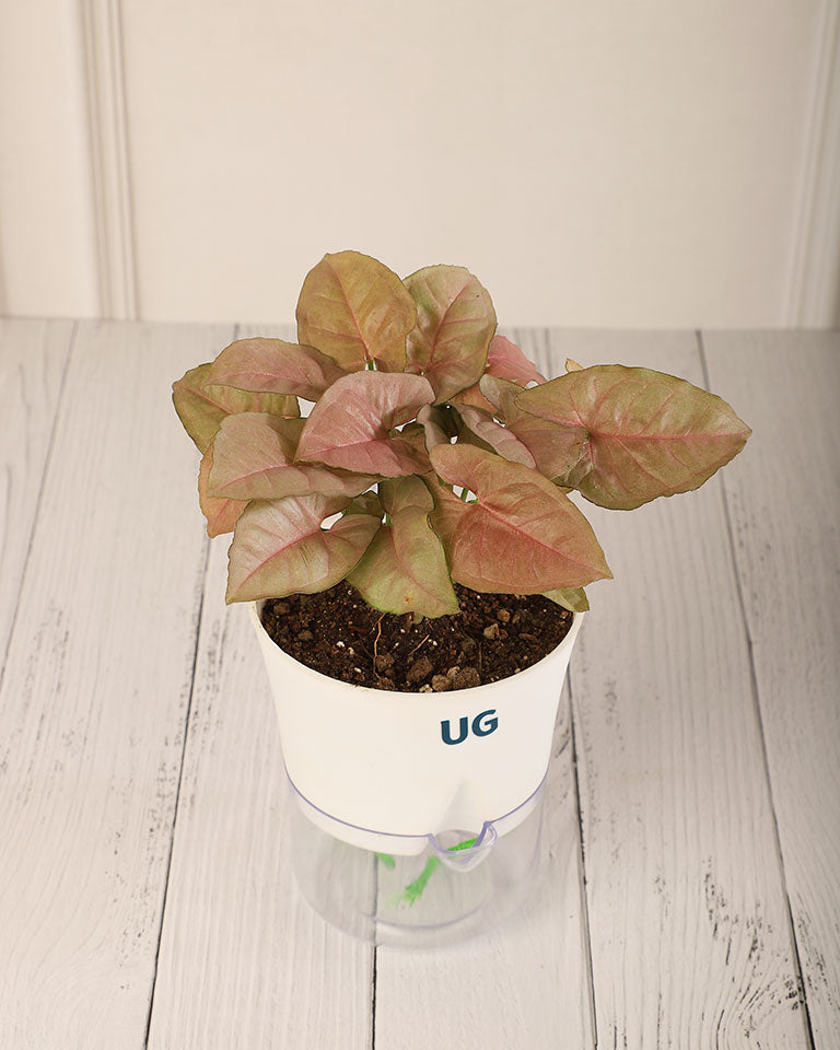 Syngonium Pink in Self Watering Pot