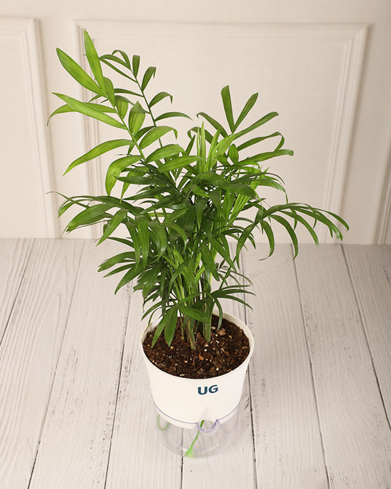 Chamaedorea Palm