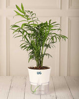Chamaedorea Palm