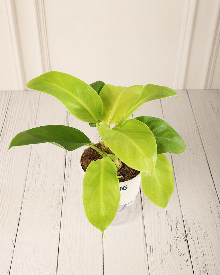 Philodendron Moonshine in Self-Watering Planter