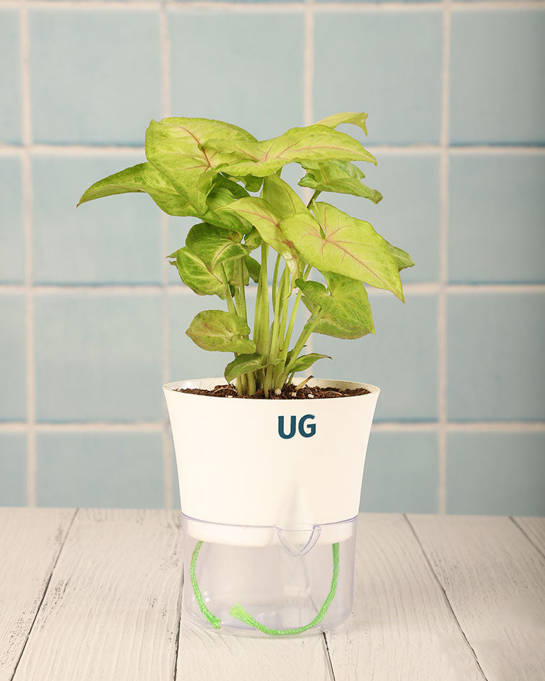 Syngonium Plant in Self-Watering Planter