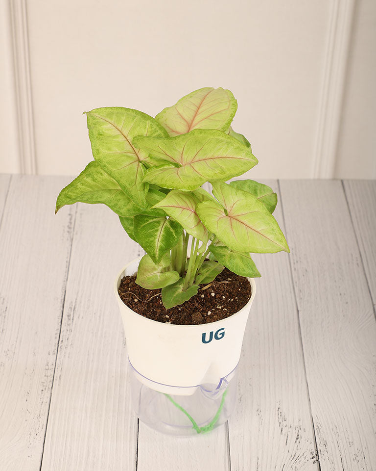 Syngonium Plant in Self-Watering Planter