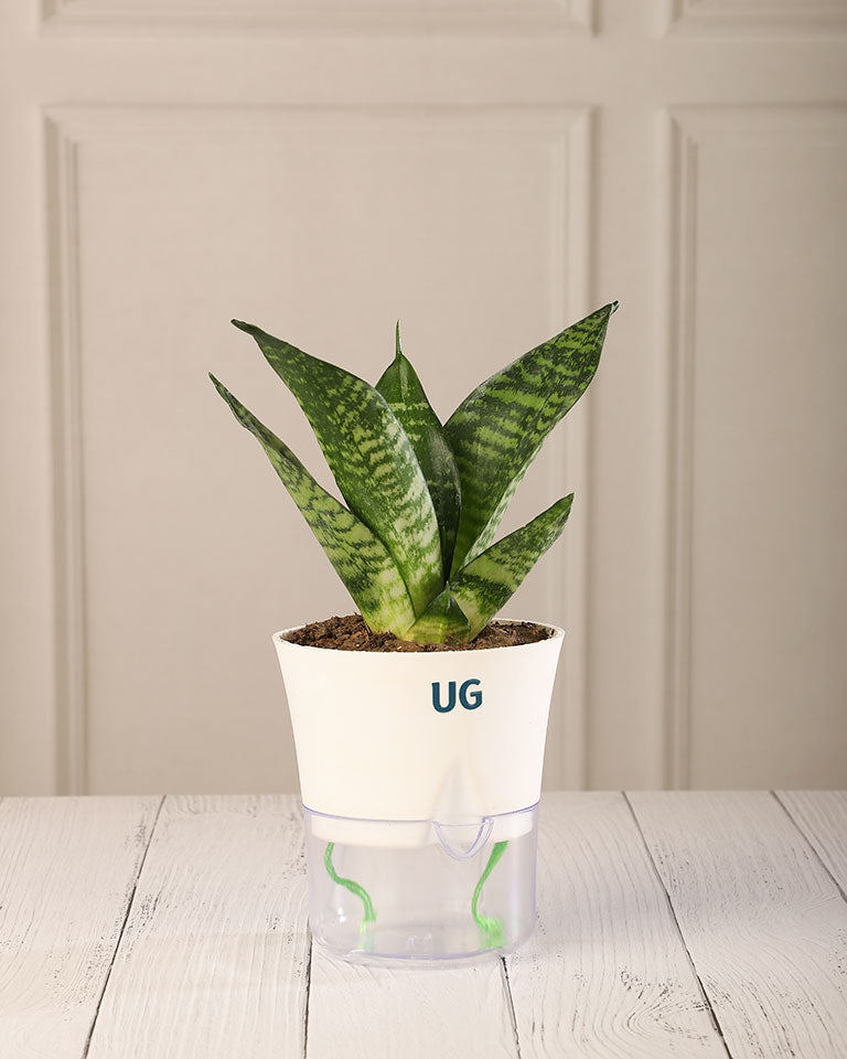 dwarf snake plant indoor Snake Plant in Self-Watering Planter – unlimitedgreens
