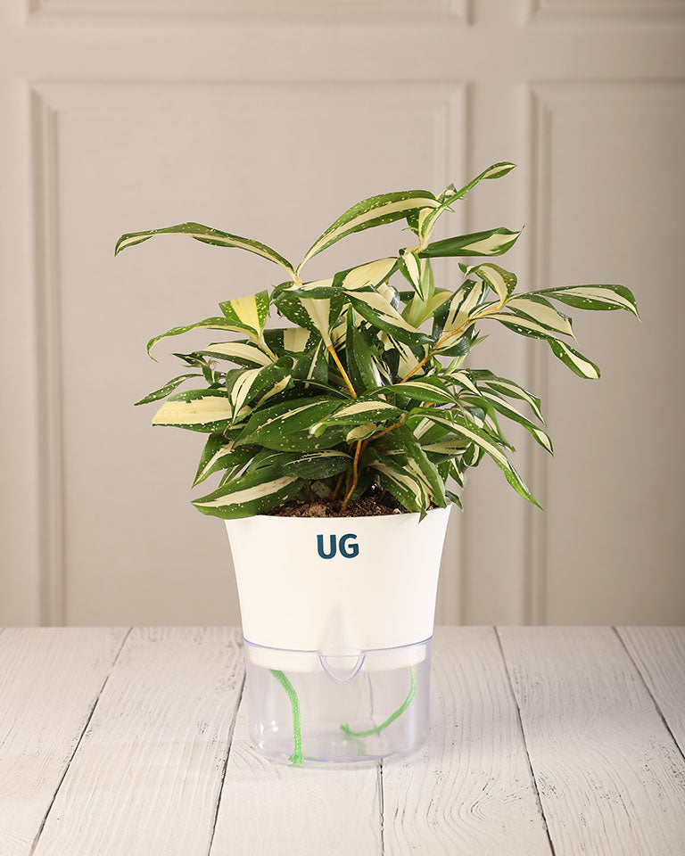 Dracaena surculosa 'Milky Way' in Self-Watering Planter